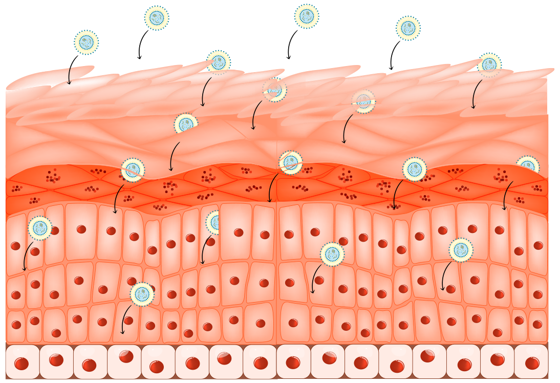 Larens Key Ingredients: Liposomal Collagen Complex – Centro Vital ...